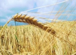 Hububat Alım Fiyatları Açıklandı!