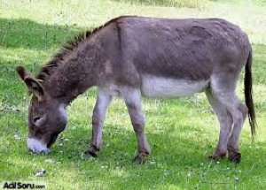 Kenya'da "Eşeğe Saygı Günü" İlan Edildi