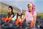 Lübnan’a Yaprak İhracatı