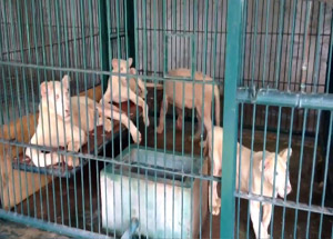 Bir Eve Baskında 14 Aslan Ele Geçirildi