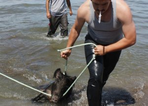 Ordu'da "Domuz" Operasyonu