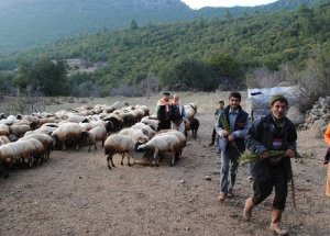 Orman Yangınlarını Çobanlar İhbar Edecek