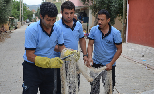 Kayıp yüzük, yılanın boynunda bulundu