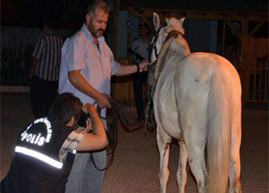 Atını ısıran köpekten şikayetçi oldu