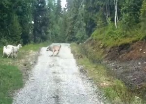 Koyun Kurdu Kovaladı