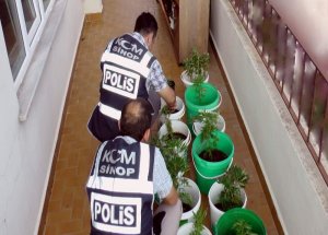 Saksıda Kenevir Operasyonu