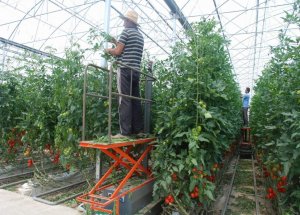 Yozgat’a Jeotermal Organize Sera Bölgesi Kurulacak