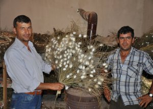 İpek Böcekçiliğinde Sancılı Hasat