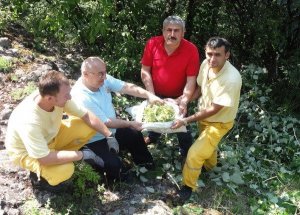 Yenice’de Ihlamur Çiçeği Hasat Planı Yapıldı