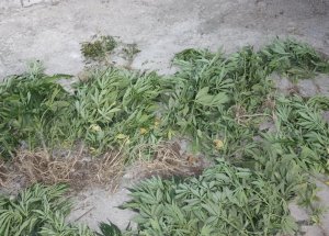 Kağızman’da 90 Kök Hint Keneviri Ele Geçirildi