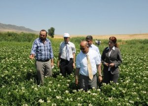 Kırıkkale’de ilk defa patates ekimi gerçekleşti