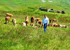 Posof Yaylalarında Hareketlilik Başladı