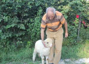 Fındık Macunu Yiyen Ve Kola İçen Kuzu