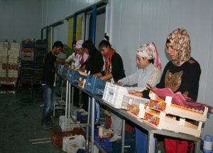 Köprübaşı’ndan Isparta Kayısısı İhraç Ediliyor