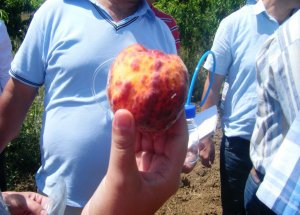 Şeftali Ve Kayısıda Şarka Virüsü