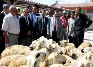Aksaray’da Çiftçilere 600 Koyun Dağıtıldı