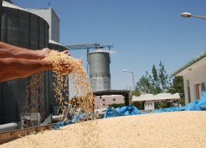 Elbistan'da 2013’ün ilk ürününü aldı