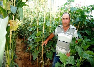 Sarıgöllü Çiftçilerin 'Domuz' İsyanı