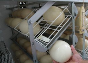 Bu Yumurta İle 15 Kişiye Omlet Yapılabiliyor