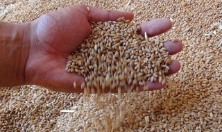 Buğday Rekoltesi 695 Milyon Tonu Aşacak