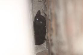 Yavru Kedi  3 Gün Sonra Kurtarıldı