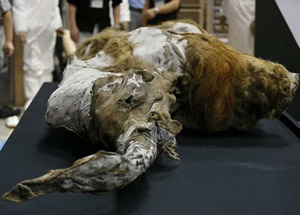 39 Bin Yıllık Mamut Sergide