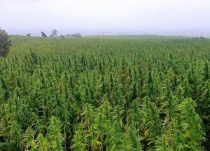 122 bin ton Hint Keneviri Operasyonu