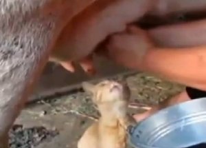 Uyanık Kedi!