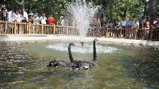 Kuğular Kuğulu Park'a Geri Döndü