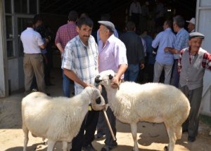 Amasya’da 27 yetiştiriciye koç dağıtıldı