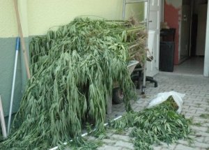 Sapanca'da Uyuşturucu Operasyonu