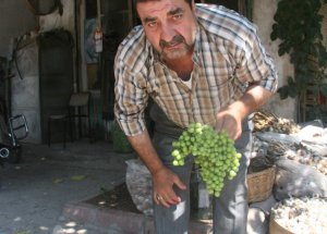 Asma Koruğuna Yoğun İlgi