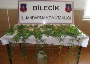 Jandarmadan Uyuşturucu Operasyonu