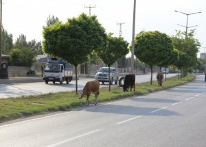 Başıboş Hayvanlar Kazaya Davetiye Çıkarıyor