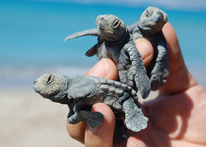 Yavru caretta carettalar denizle buluştu