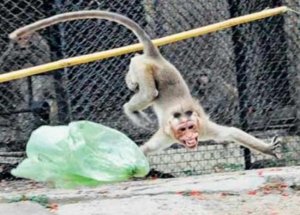Hayvanat Bahçesinde Maymun Dehşeti