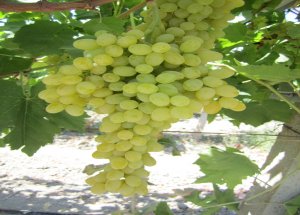 Manisa Üzümünde Hasat Yaklaşıyor