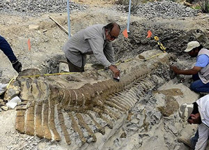 72 milyon yıllık dinozor kuyruğu bulundu