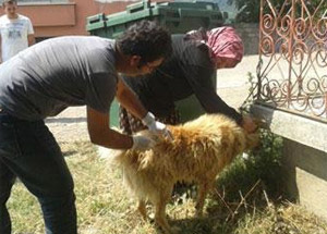 Çaycuma'da kuduz karantinası