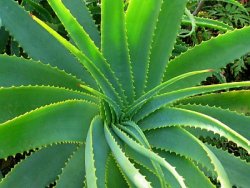 Aloe vera Nedir? Ne İşe Yarar?