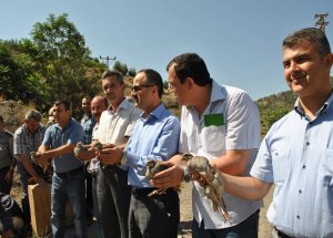 Amasya’da Keklikler Doğaya Salındı