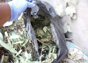 Muş’ta 26 bin 600 kök Hint keneviri ele geçirildi