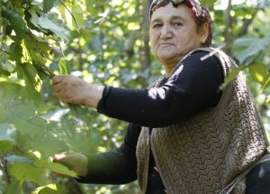 Fındık Üreticisi'nin Beklentisi Ne?