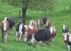 İlk Defa Gün Işığı Gören İneklerin Sevinci