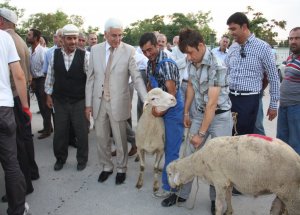 Karaman'da 165 Damızlık Koç Dağıtıldı