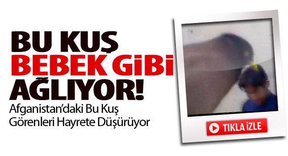 Bu Kuş Bebek Gibi Ağlıyor