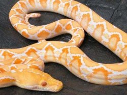 İki kardeşi öldüren piton idam edildi