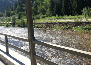Uzungöl'ün Davetsiz Misafiri