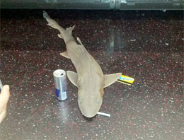 Metroda Köpek Balığı Şoku