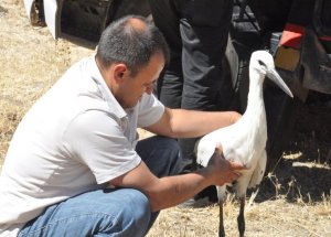 Yavru Leylek Yuvasına Bırakıldı